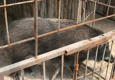 特种野猪养殖基地山西甘肃湖北湖南吉林 