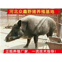 云南那里有野猪养殖？野猪仔价格多少钱一只 