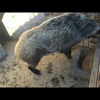 安徽野猪肉 合肥野猪养殖 特种野猪养殖基地 