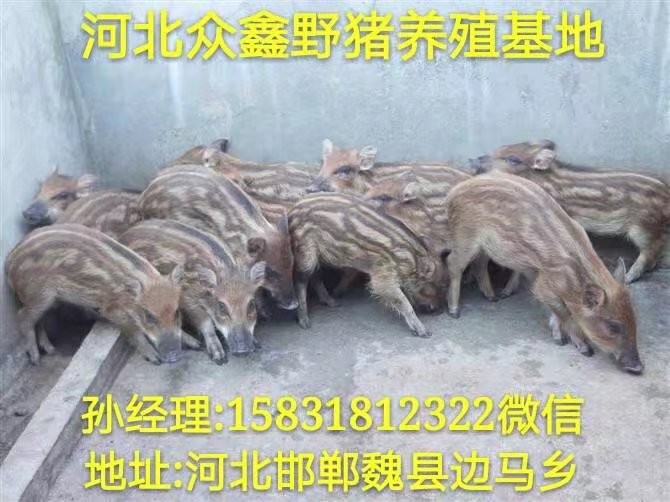 保定野猪养殖 河北特种野猪养殖交易中心 