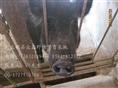 河北特种野猪价格-河北豪猪价格查询-59