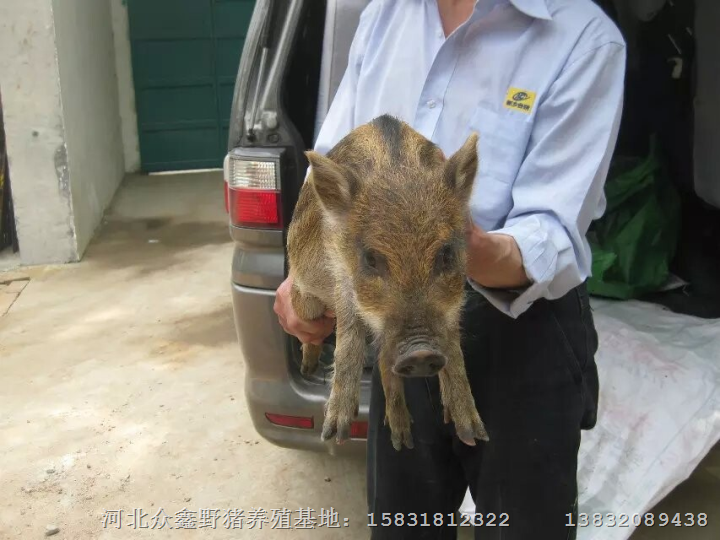 北京野猪养殖基地批发各种大小纯种野猪 