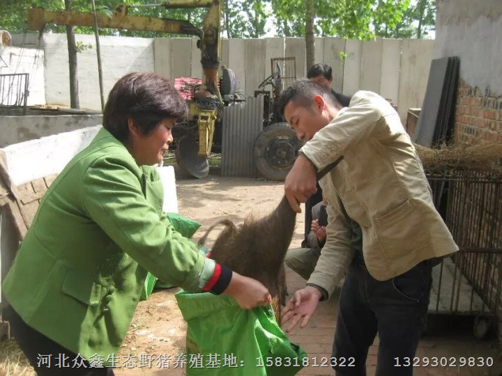 纯种野猪做种小猪仔质量好  野猪种猪纯正 