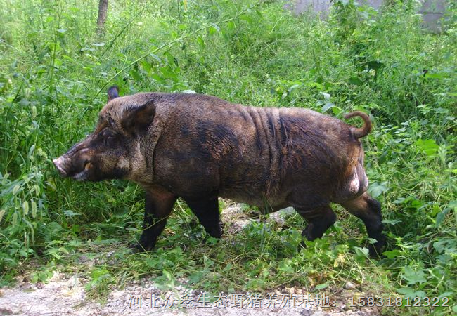 陕西野猪养殖渭南西安宝鸡大型野猪养殖基地 