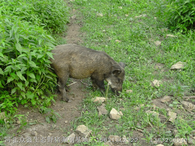 特种野猪养殖基地批发野猪肉及野猪种猪 