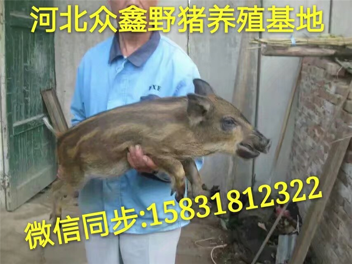 特种野猪养殖场 二代野猪苗价格多少钱一头 