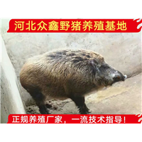 野猪养殖加盟、特种野猪养殖国家政策怎么样 