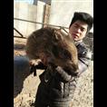 河北野猪养殖场 河北纯种野猪养殖基地 