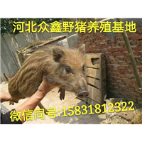 兰州野猪养殖场   甘肃生态野猪养殖基地 