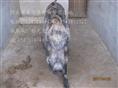 河北特种野猪养殖厂-魏县特种养殖野猪报价-88