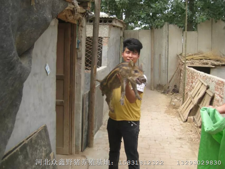 吉林野猪养殖宁夏野猪肉新疆小野猪苗批发 