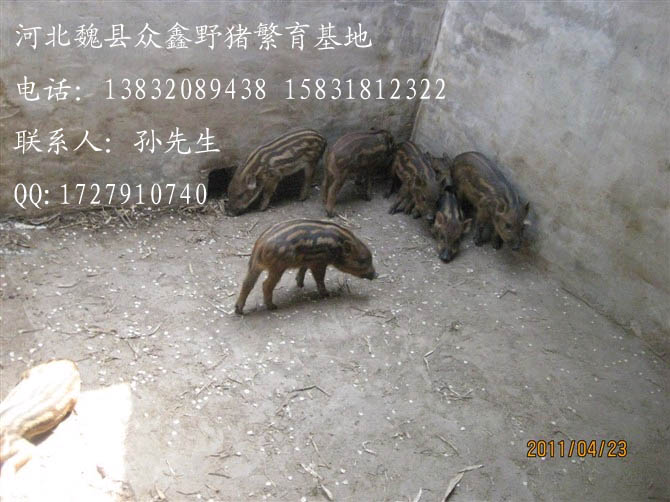 河北特种野猪价格-河北豪猪价格查询-74