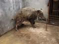 河南野猪场养殖野猪肉价格 野猪养殖前景怎么样15831812322告诉你 