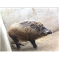 湖北宜昌野猪养殖 襄阳野猪肉价格 鄂州野猪养殖场 