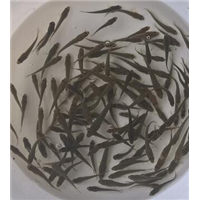 湖北武汉鱼苗-宜昌鱼苗- 十堰鱼苗