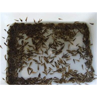 咸宁鱼苗- 荆州鱼苗-武汉鱼苗