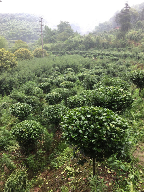 浙江茶花球苗批发基地 