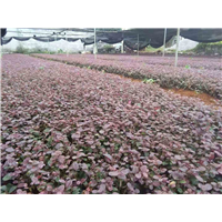 浙江红花继木