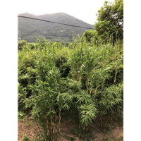 浙江慈孝竹价格实惠农户批发