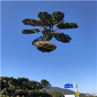 浙江造型罗汉松批发