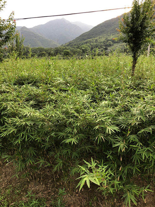 慈孝竹价格批发基地 