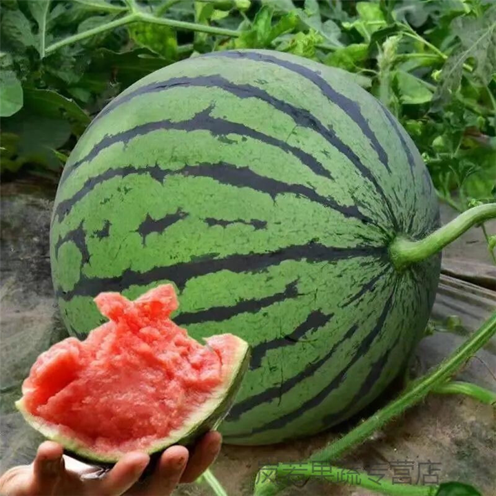 陕西西瓜批发代办