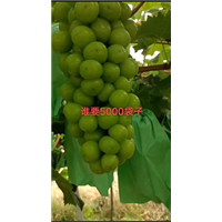 渭南阳光玫瑰葡萄
