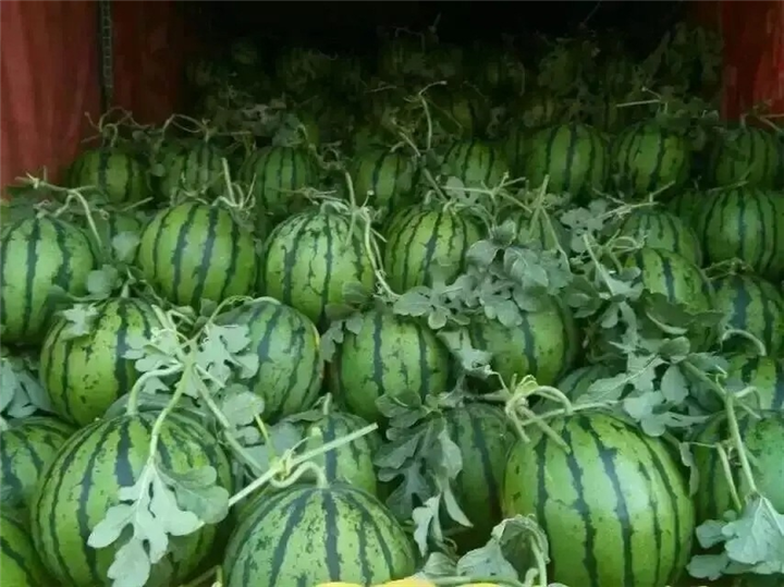 陕西渭南西瓜