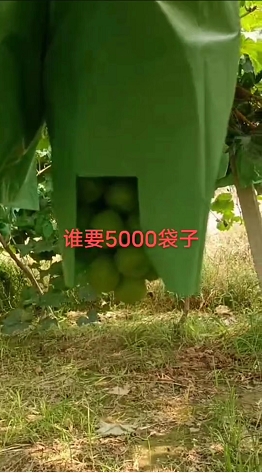渭南阳光玫瑰葡萄