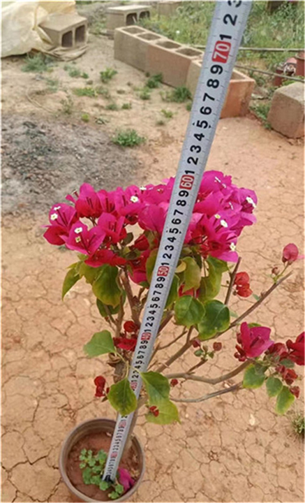 重庆专业种植三角梅