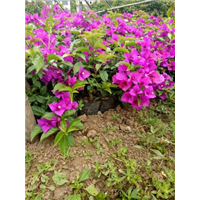 四川三角梅/宜宾三角梅价格/宜宾三角梅种苗 