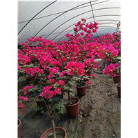 成都三角梅批发种植基地