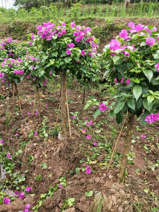 四川专业种植三角梅