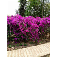 四川三角梅|四川三角梅小苗|四川三角梅容器苗 