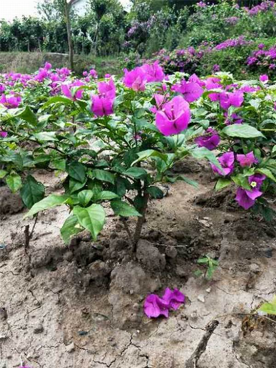云南三角梅小苗价格