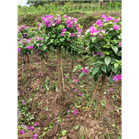 四川专业种植三角梅