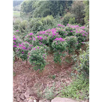 【三角梅销售】【三角梅专业种植基地】 