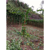 〔宜宾三角梅苗〕〔宜宾三角梅种植基地〕 
