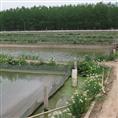 江西泥鳅批发/江西泥鳅销售/江西泥鳅苗