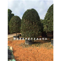 金桂，地龙金桂大量移植 