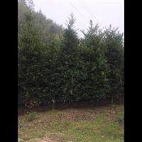 福建低价出售塔状竹柏 