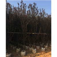 专业批发大量熟货红叶李地径4公分 5公分 6公分 