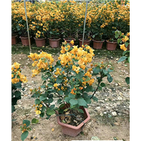 森华花卉**菊红三角梅粉红 