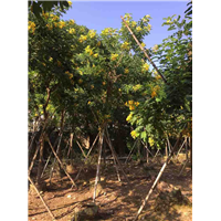 精品全冠黄花槐 