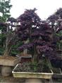 福建漳州漳浦红花继木桩景基地 