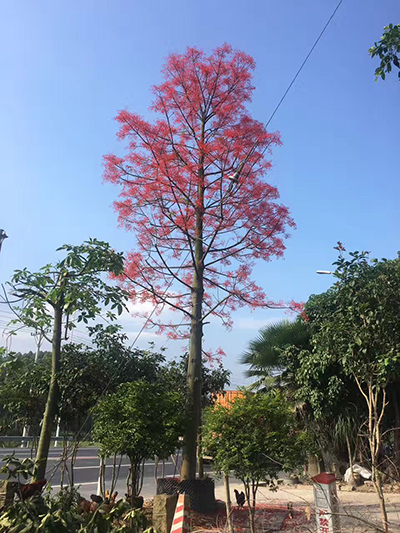 森华花卉**澳洲火焰木 