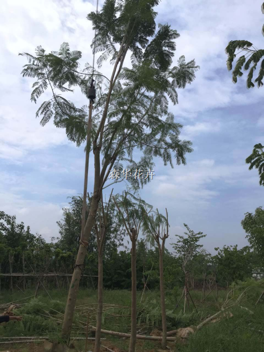 蓝花楹胸径5－20公分 地苗和袋苗 