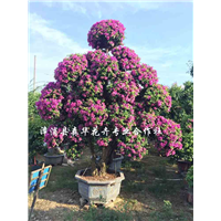 造型三角梅桩景养花 