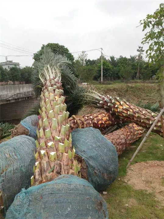银海枣，中东海枣种植技术 