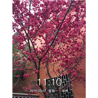 重瓣福建山樱花 